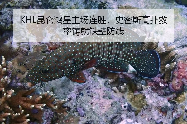 KHL昆仑鸿星主场连胜，史密斯高扑救率铸就铁壁防线
